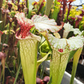 (alata x leucophylla, Red & Gold) x moorei 'Leah Wilkerson' (Cedric Azais Sx65a)