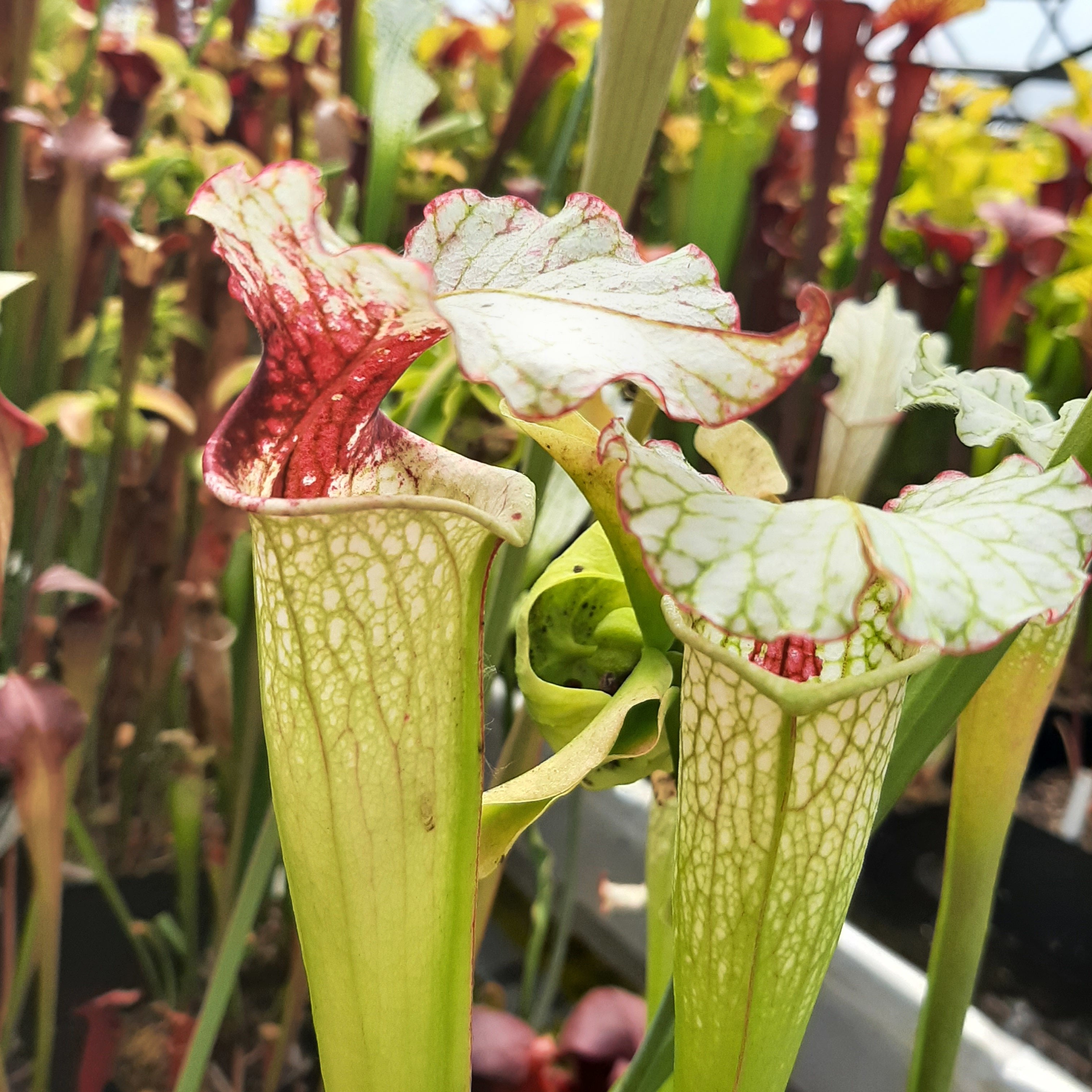 (alata x leucophylla, Red & Gold) x moorei 'Leah Wilkerson' (Cedric Azais Sx65a)
