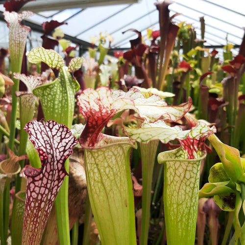 (alata x leucophylla, Red & Gold) x moorei 'Leah Wilkerson' (Cedric Azais Sx65a)