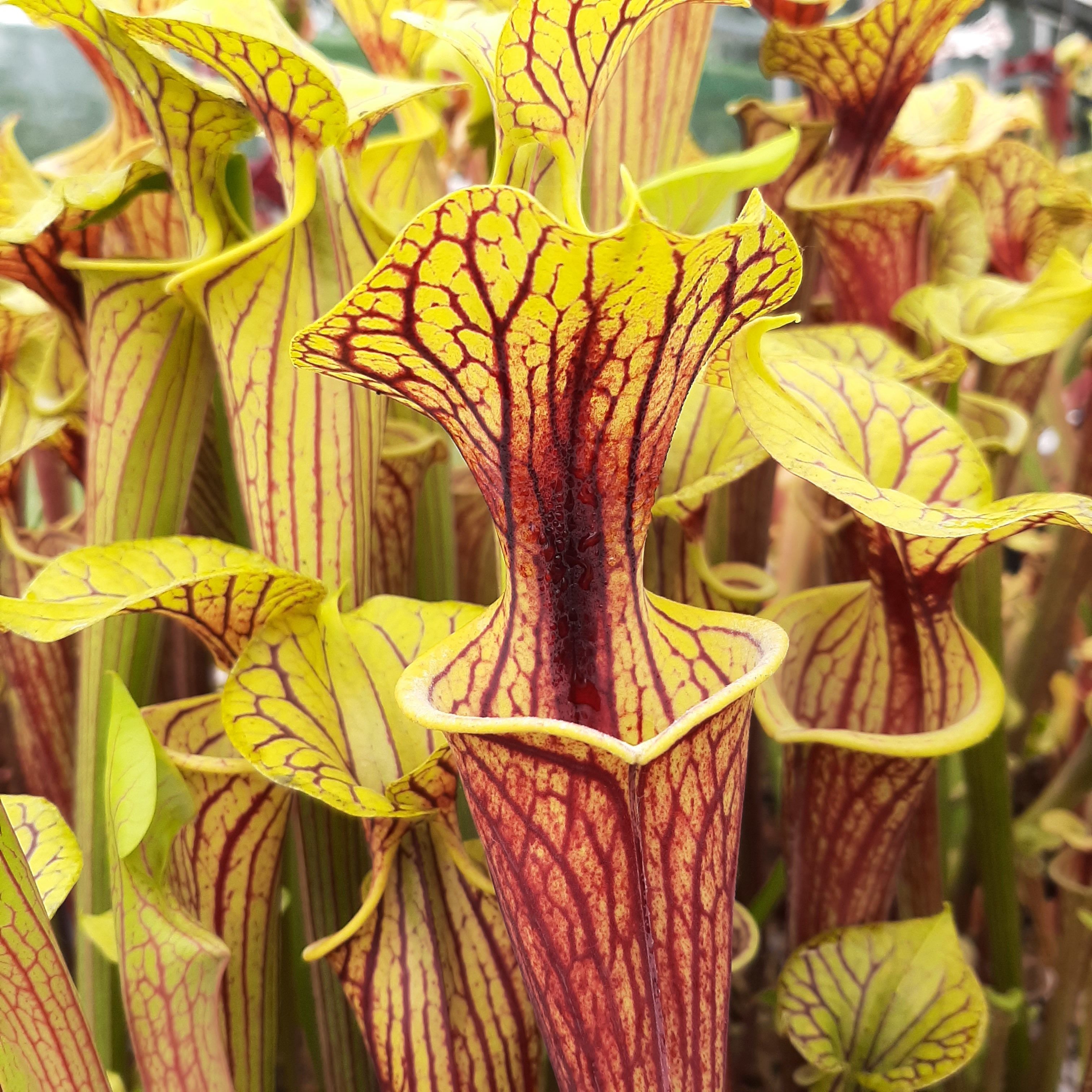 var. ornata, Miramar Beach (seedgrown)