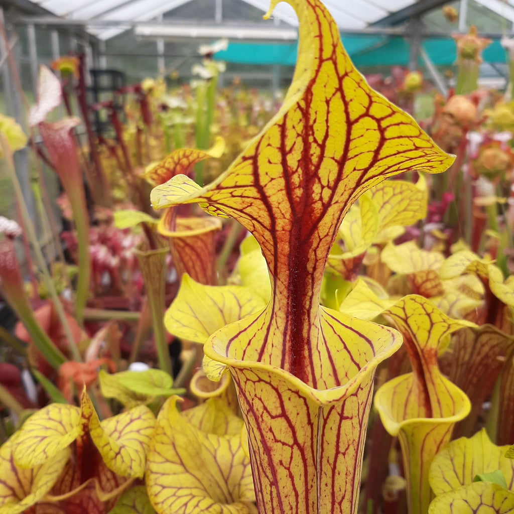 var. ornata, Miramar Beach (seedgrown)