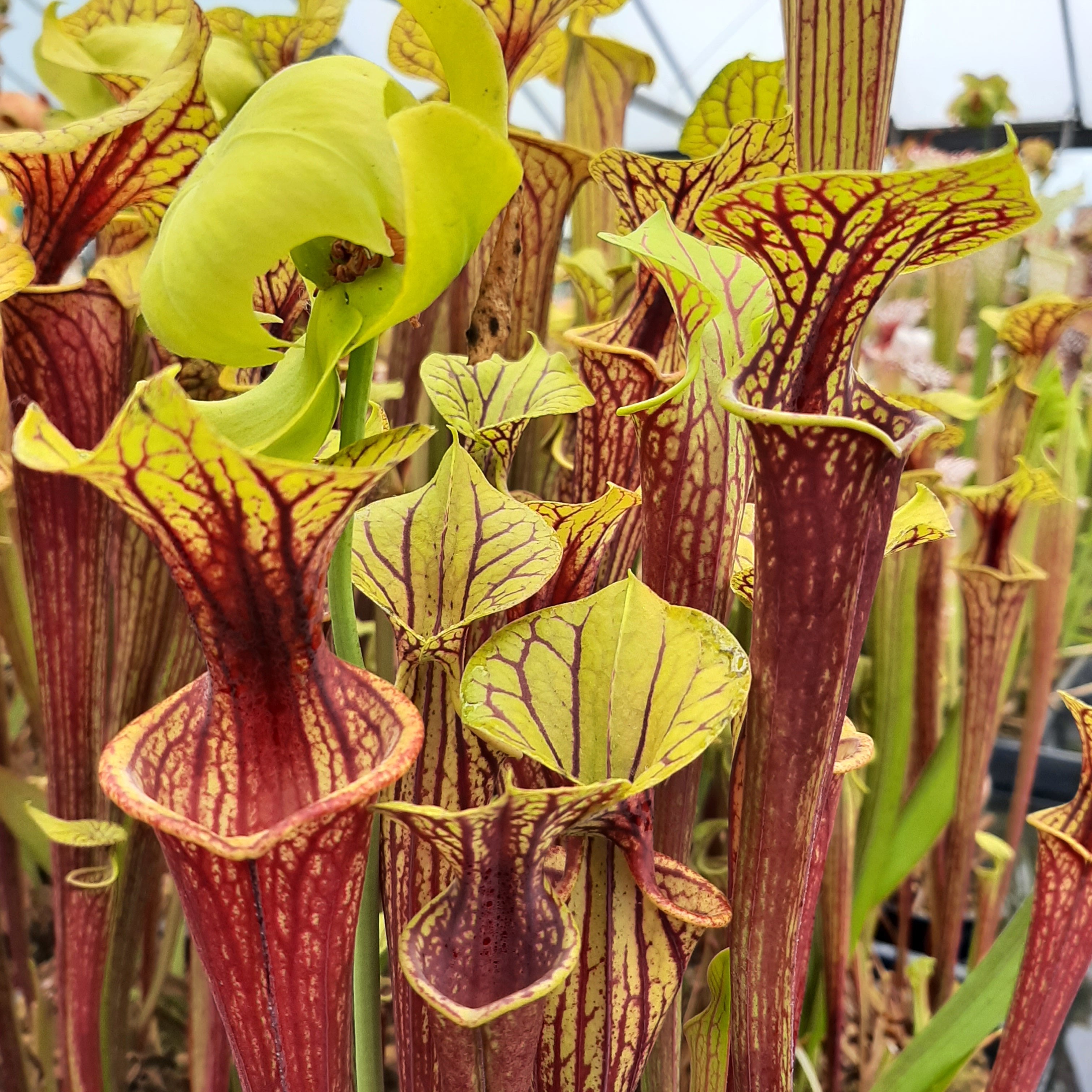 var. ornata, Miramar Beach (seedgrown)