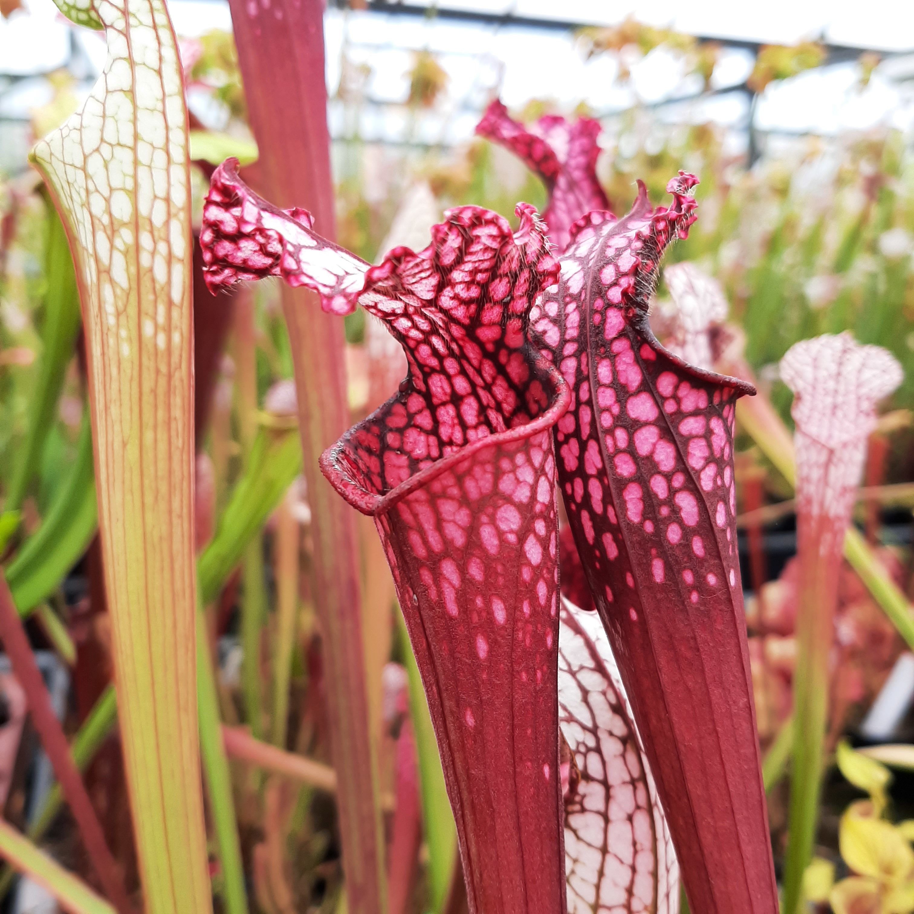 "pink form", Splinter Hill bog (nachgezogen)