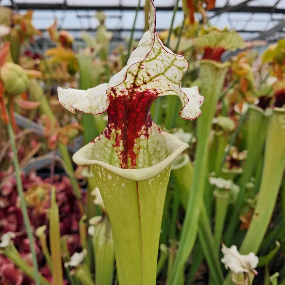 x moorei (seed-grown)