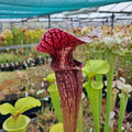 x areolata, Deer Park (seedgrown individuals)