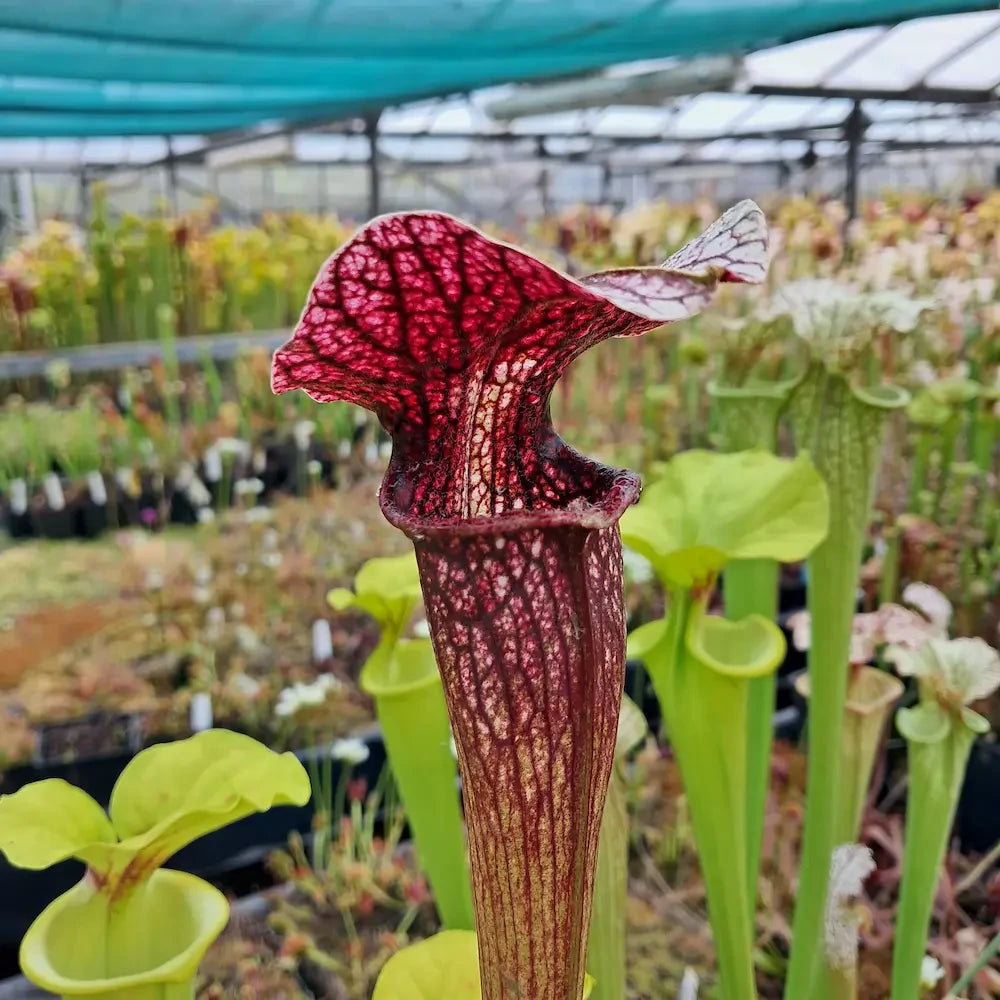 x areolata, Deer Park (seedgrown individuals)