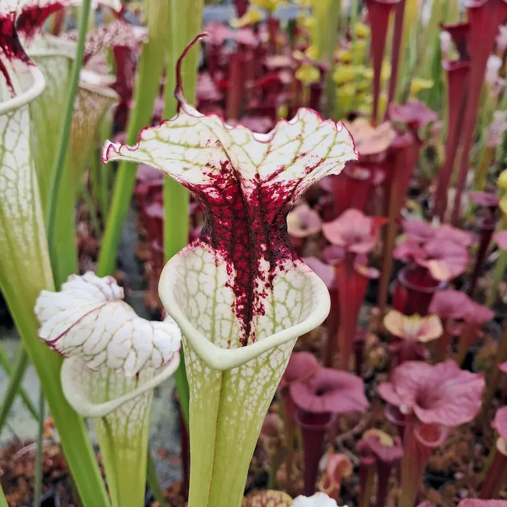 x moorei (seed-grown)
