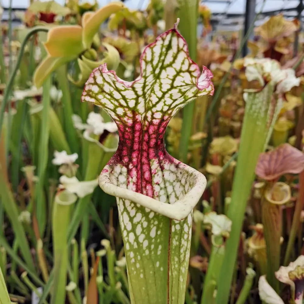 x moorei, seedgrown