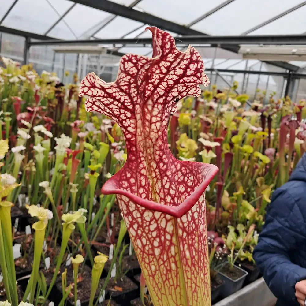 x moorei (Wilkersons Red Rocket x Adrian Slack) sg
