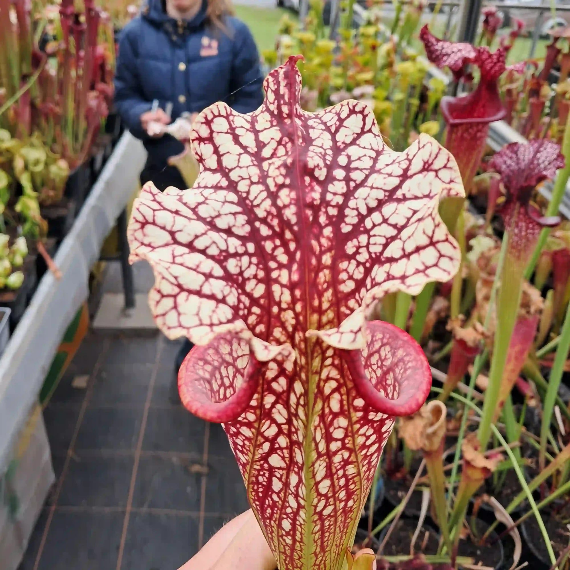 x moorei (Wilkersons Red Rocket x Adrian Slack) sg