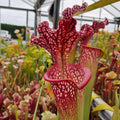x moorei (Wilkersons Red Rocket x Adrian slack) sg