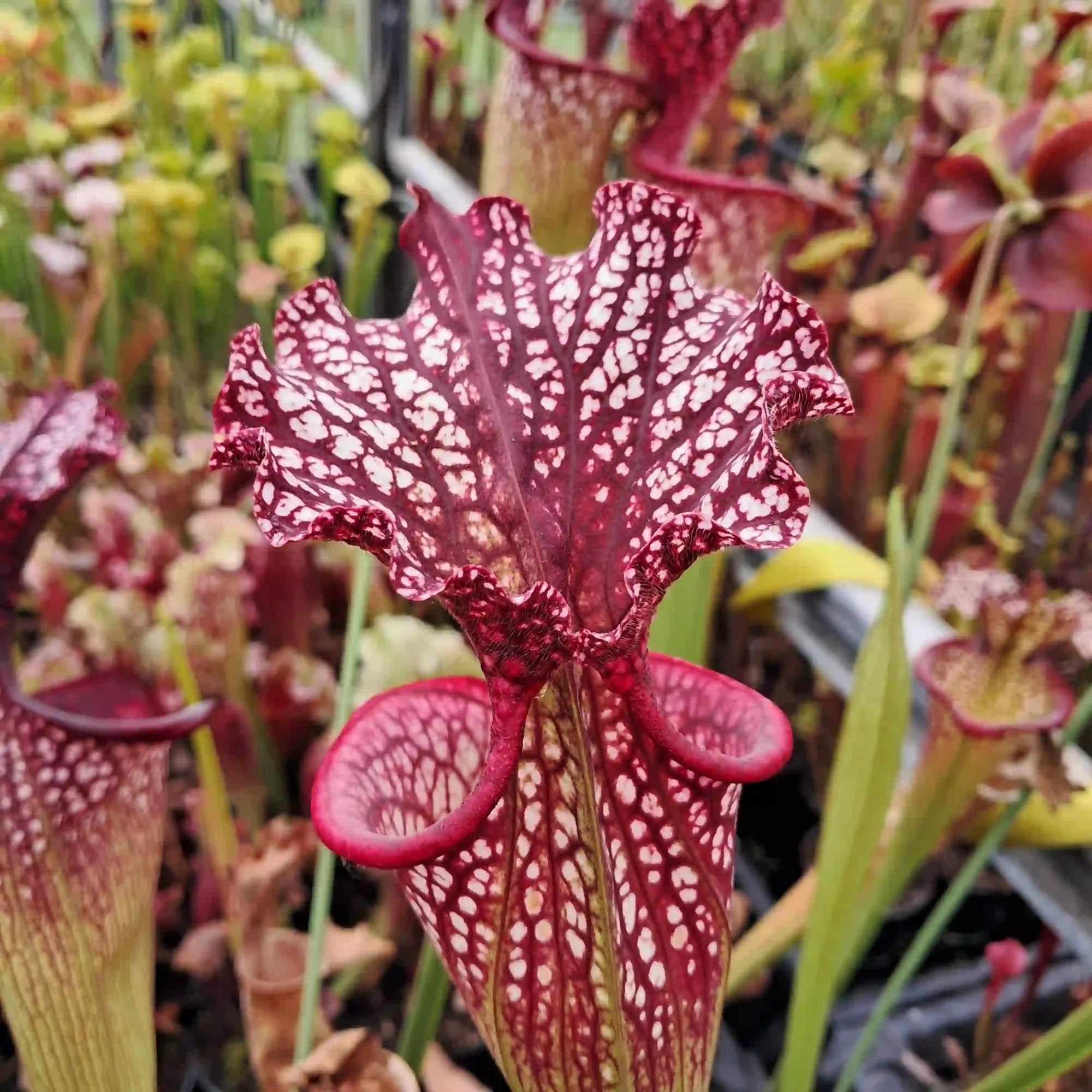 x moorei (Wilkersons Red Rocket x Adrian slack) sg
