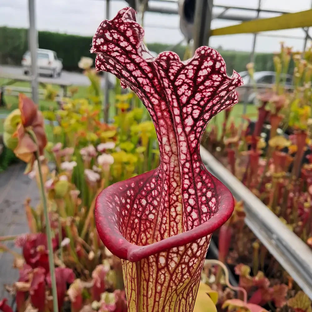 x moorei (Wilkersons Red Rocket x Adrian Slack) sg