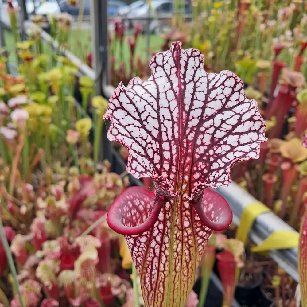 x moorei (Wilkersons Red Rocket x Adrian Slack) sg