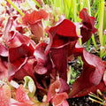 x courtii 'Paradisia' x mitchelliana