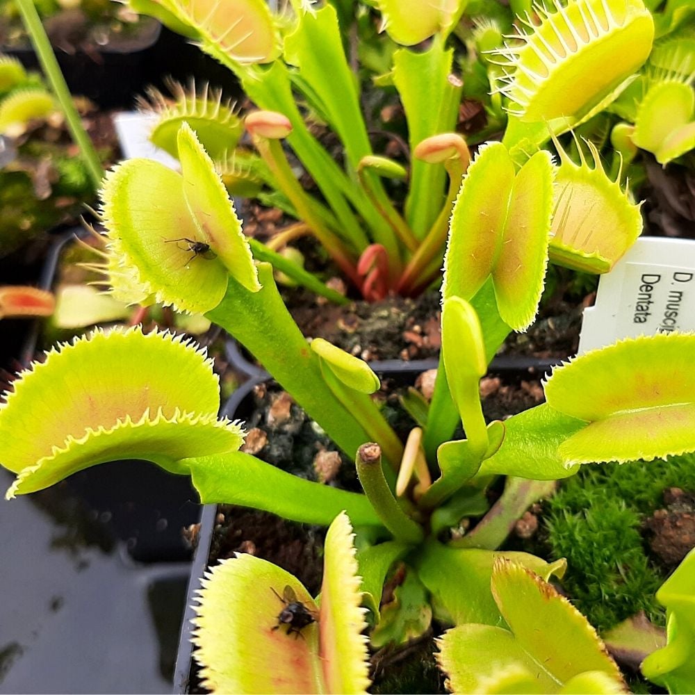 Dentata