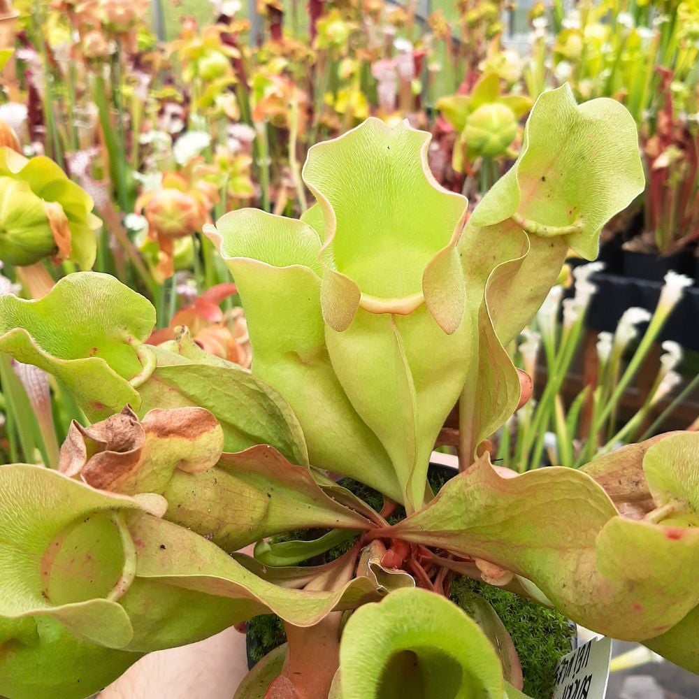 ssp. venosa var. burkii, completely veinless (CK)