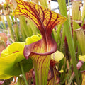 var. ornata, Wakulla Co., Fl. (red throat)