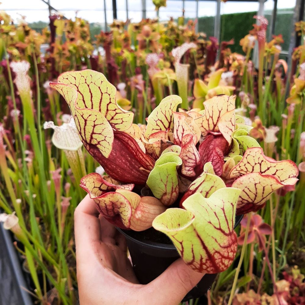 ssp. venosa (Belly of Blood x Belly of Blood)