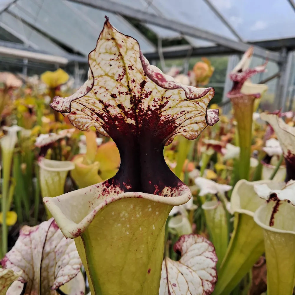 x moorei seed-grown
