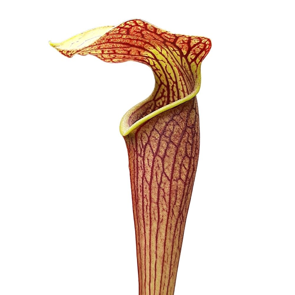 var. nigropurpurea, Purple tube, De Soto National Forest, MS. (MKA39