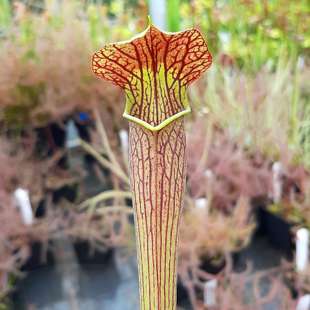 var. nigropurpurea, Purple tube, De Soto National Forest, MS. (MKA39