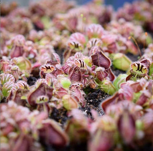 Cephalotus follicularis