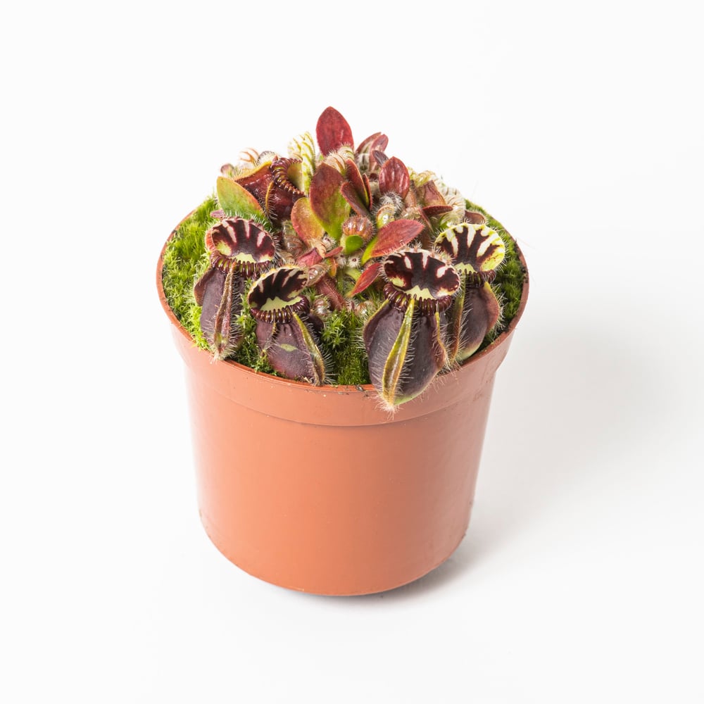 Cephalotus follicularis