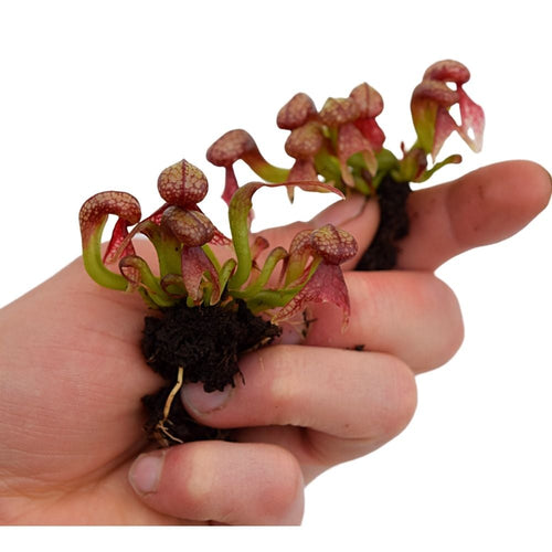 D. californica S