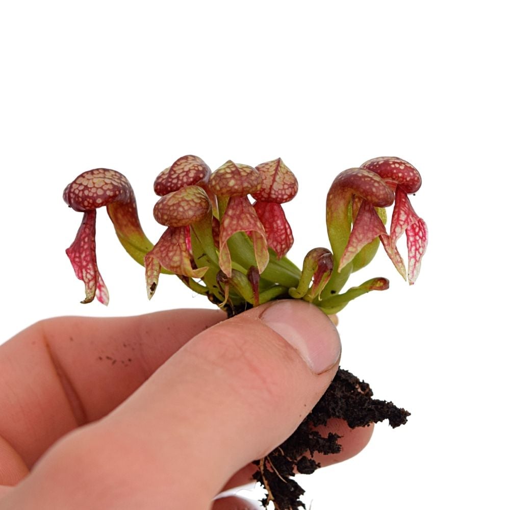 D. californica S