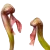 Darlingtonia