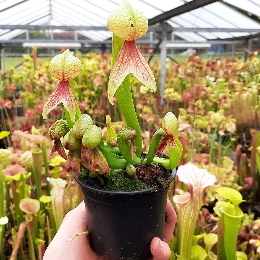 D. californica L
