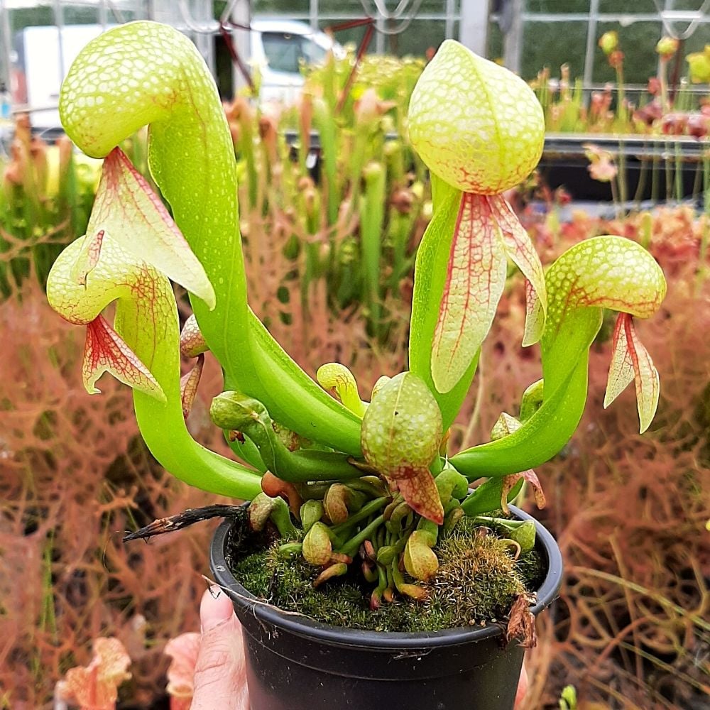 D. californica L