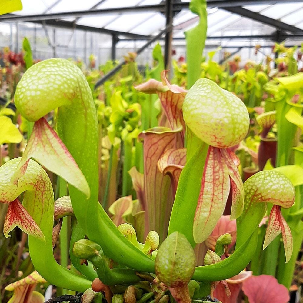 D. californica L