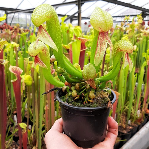 D. californica L