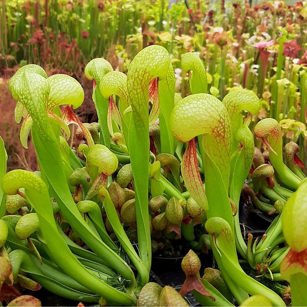 D. californica L