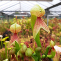 D. californica L