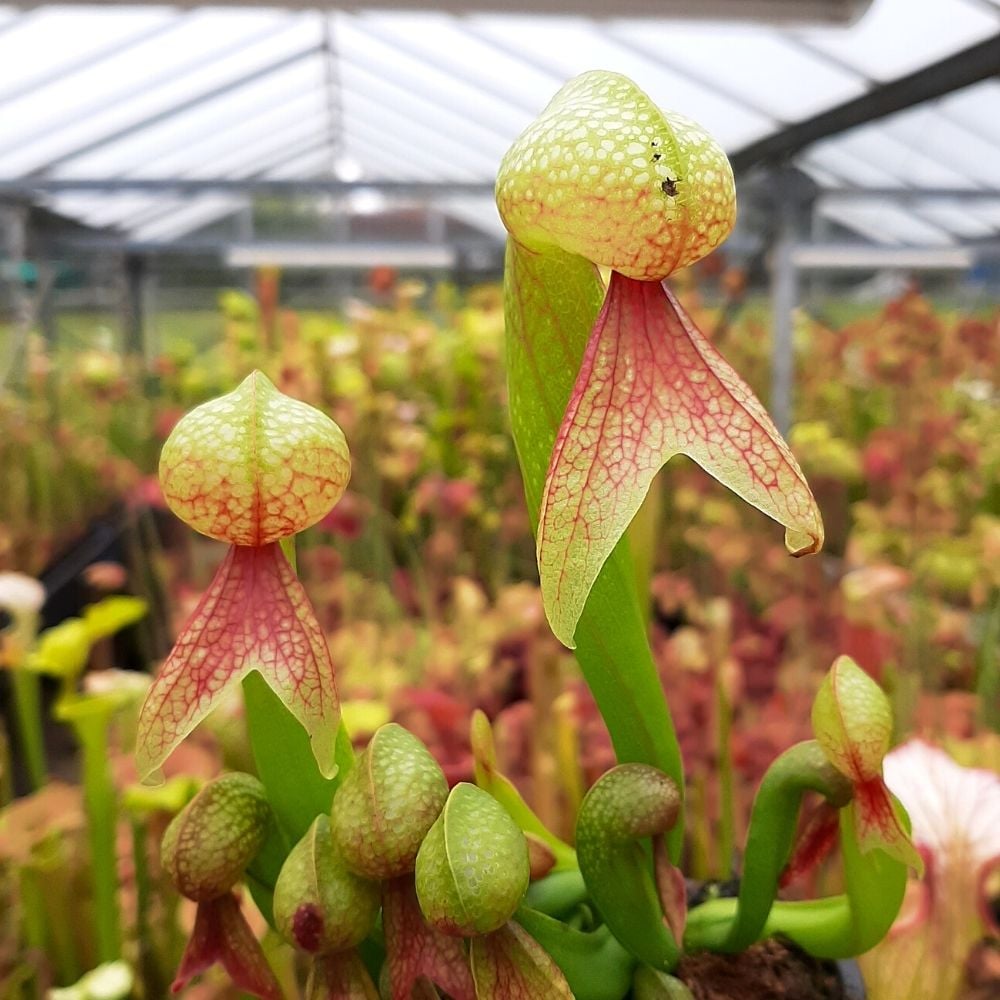 D. californica L