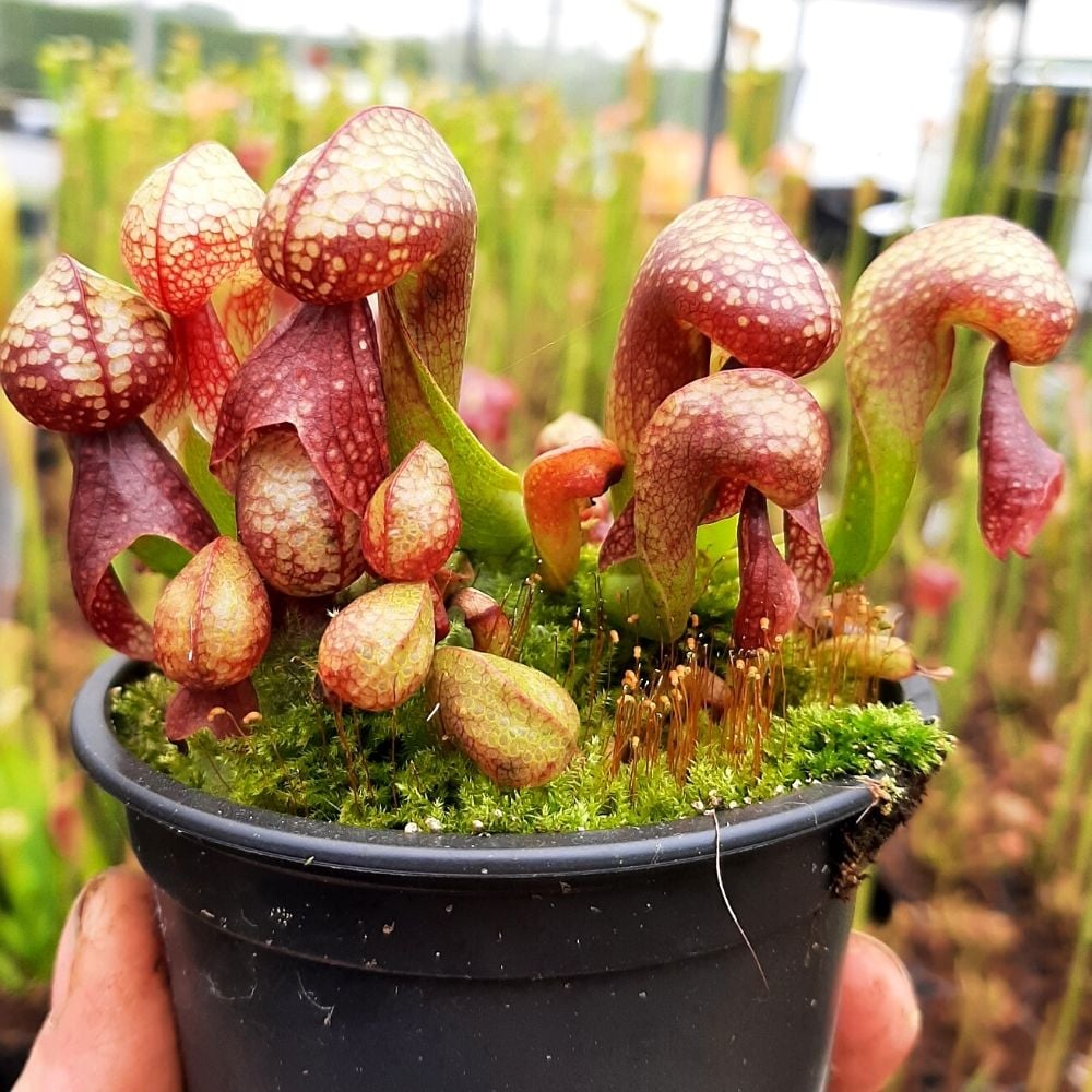 D. californica M
