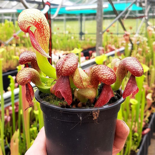 D. californica M