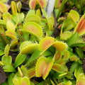 Clumping Cultivar