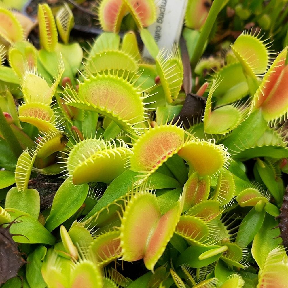 Clumping Cultivar