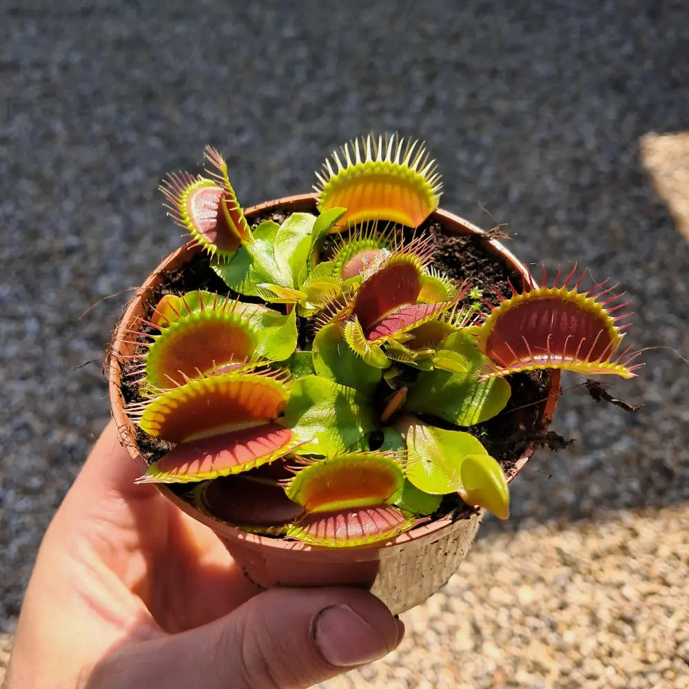 D. muscipula G14 Giant