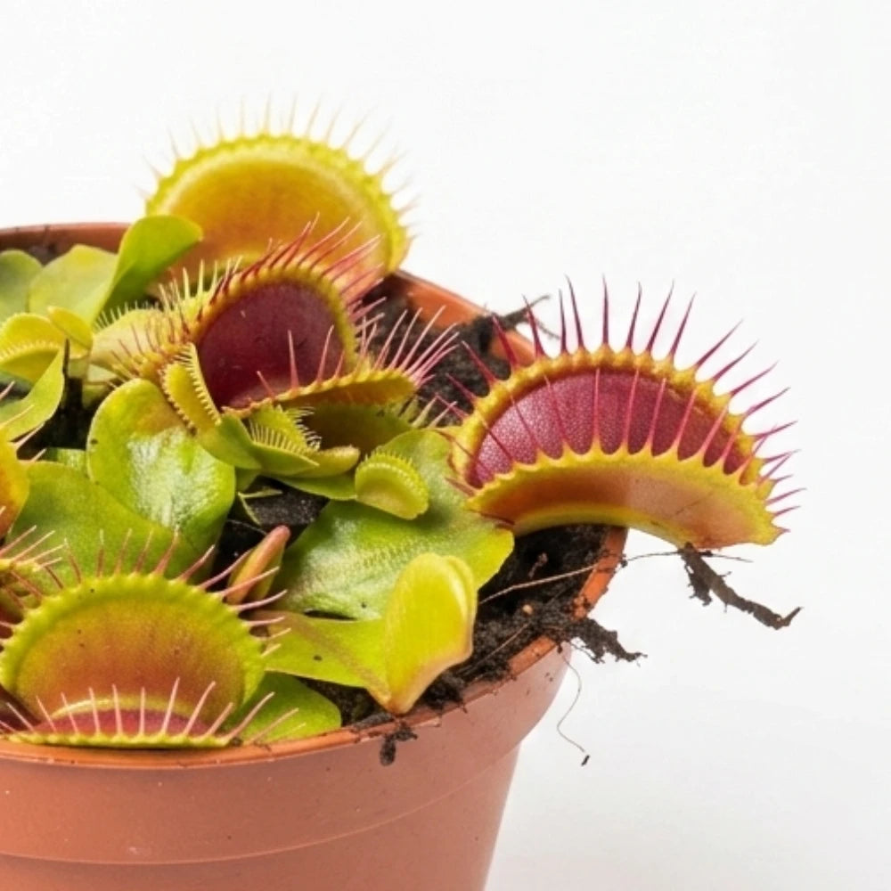 Dionaea muscipula G14 close-up