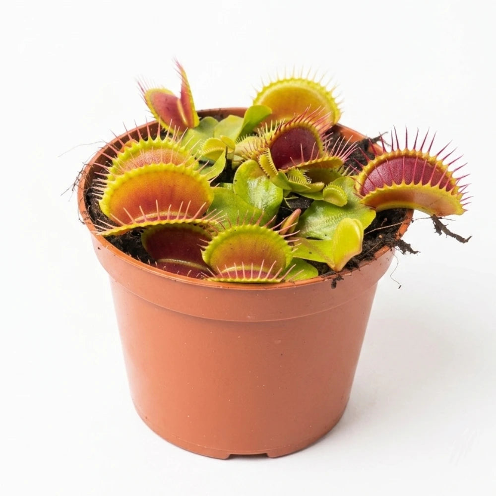 Dionaea muscipula G14 in bruin kweekpotje