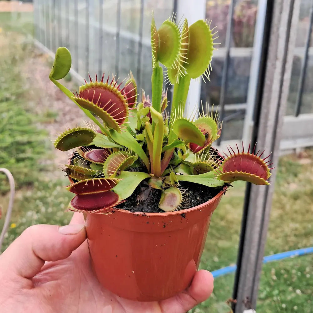 D. muscipula Riesenfallgrube