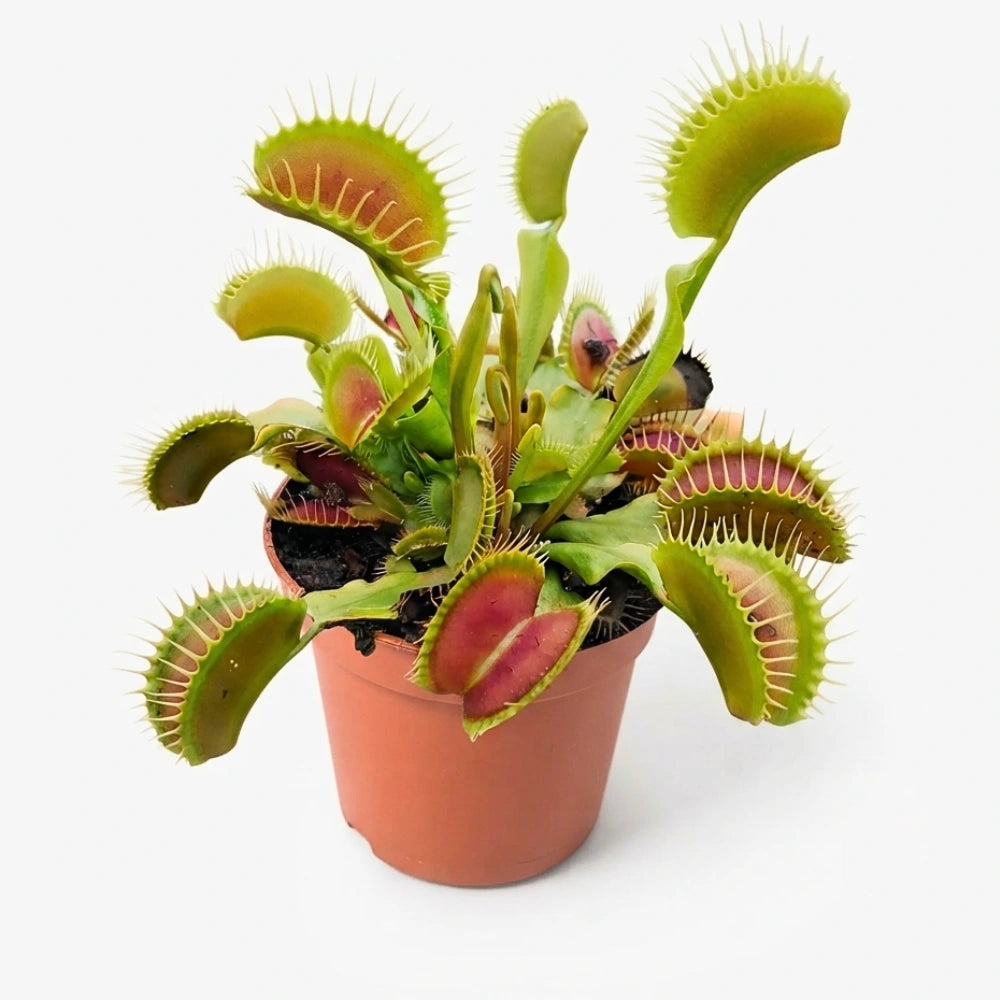 D. muscipula Riesenfallgrube