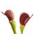 Dionaea