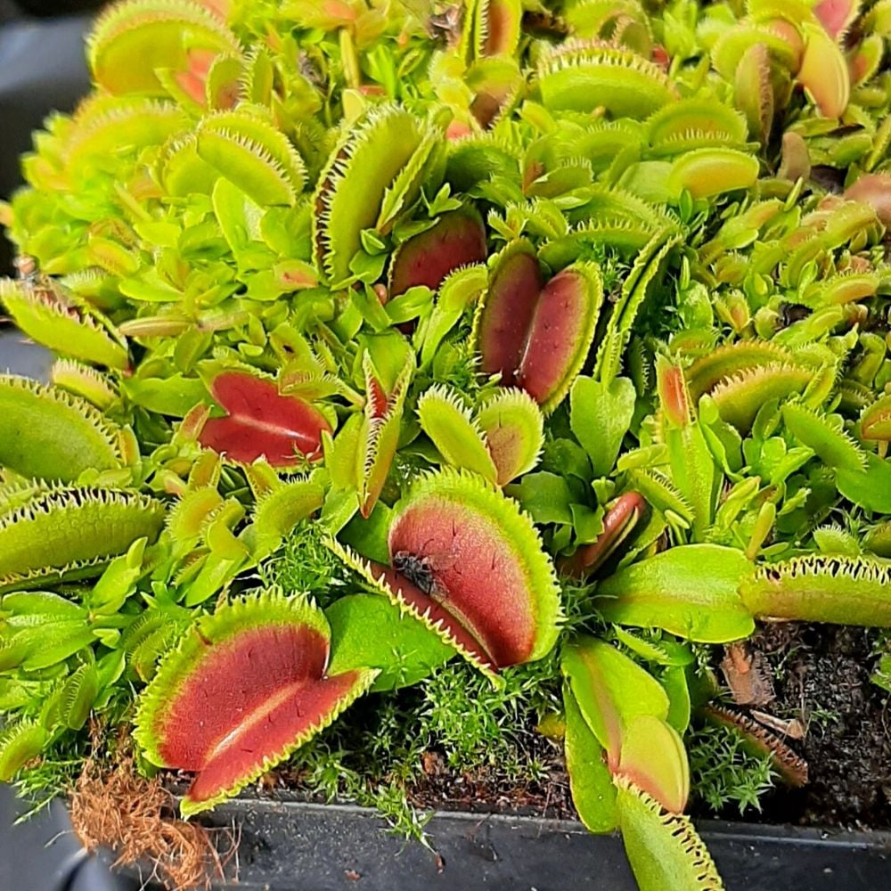 Sawtooth