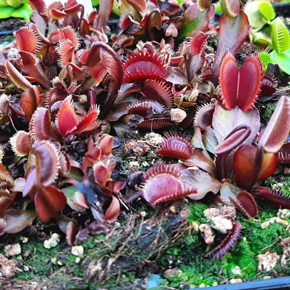 Trev's Rote Dentata